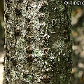 Bruguiera parviflora (Small-leafed Orange Mangrove) mature tree trunk ヒメヒルギ<br />Canon EOS 7DMK2 + EF400L